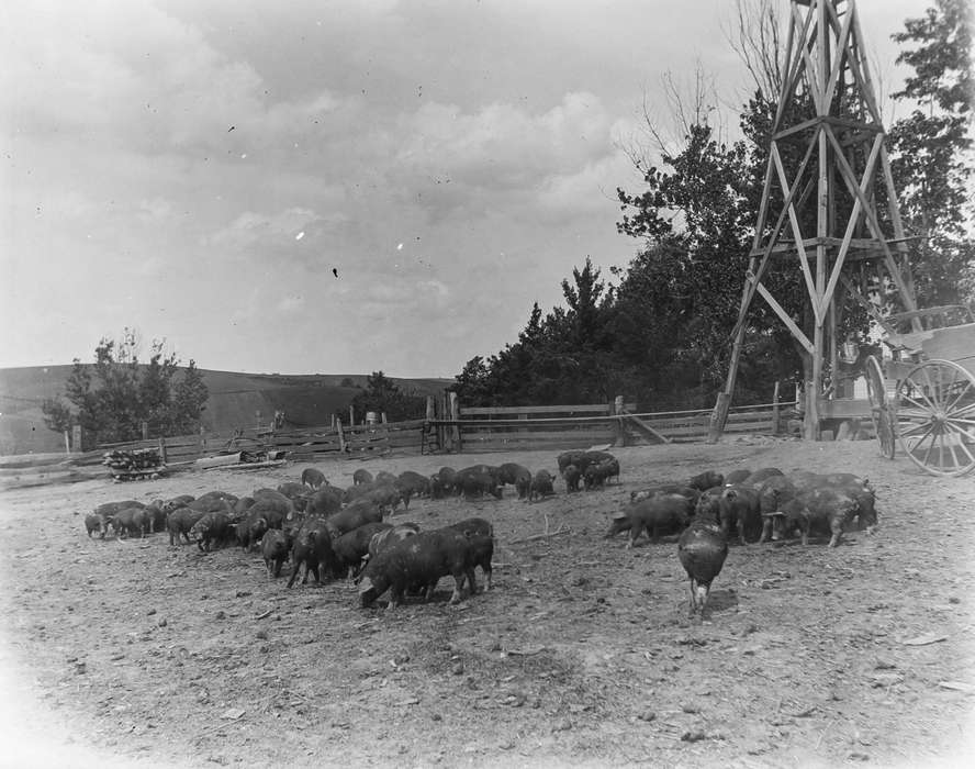 Farms, Anamosa Library & Learning Center, pig, Iowa History, Animals, Iowa, history of Iowa, IA, hog