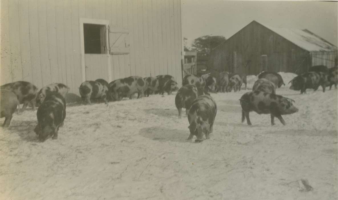 Animals, pig, history of Iowa, Macey, IA, Mortenson, Jill, Iowa, Iowa History, pigs, Farms, hog, Barns