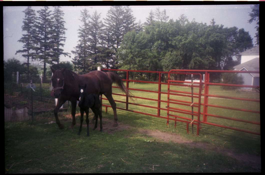 horse, Iowa History, Iowa, Hewitt, Angie, Animals, foal, history of Iowa, Farms, fence, pasture, IA