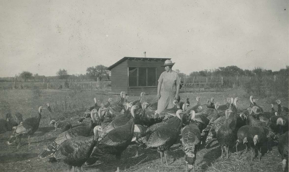 Webster City, IA, Animals, turkeys, turkey farm, Iowa History, history of Iowa, Farms, McMurray, Doug, Iowa, farmer