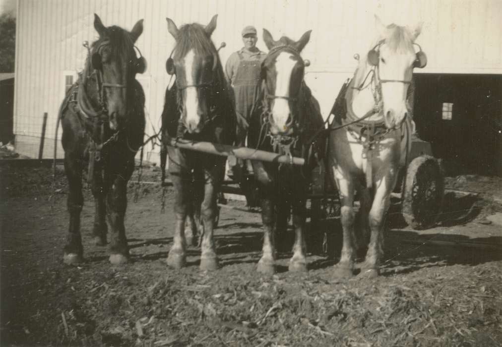 horse, Animals, history of Iowa, Portraits - Individual, Macey, IA, Farming Equipment, Mortenson, Jill, Iowa, Iowa History, Farms, Labor and Occupations, Barns