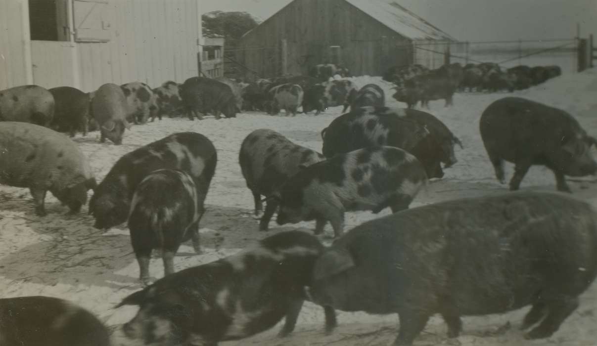 Iowa History, history of Iowa, Iowa, pigs, Mortenson, Jill, hog, Macey, IA, Barns, pig, Animals