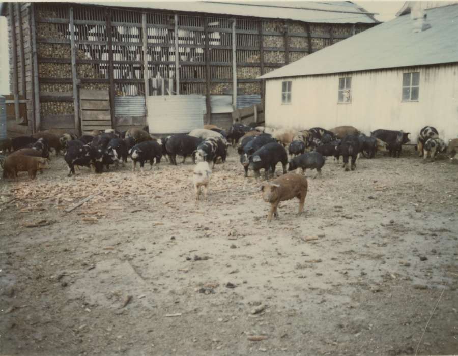 Farms, pig, hogs, Iowa History, Adam, Andrew, Animals, Iowa, history of Iowa, corn crib, Richland, IA, pigs, hog