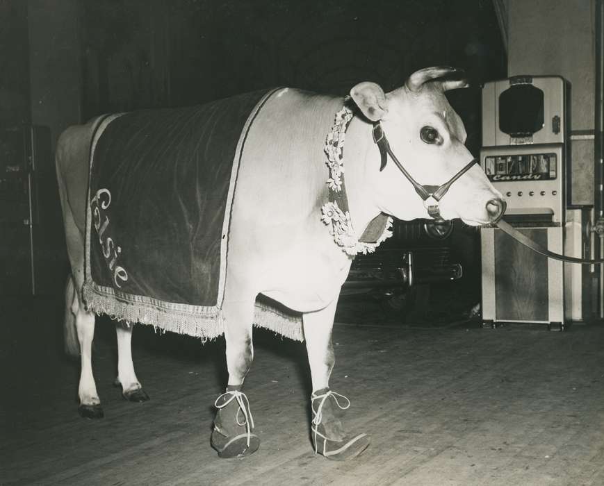cow, Iowa, Atlantic, ia, cattle congress, Photos, historic, history, NJ, Grout Museum of History and Science, lei, blanket, United States, Atlantic City, Animals, national cattle congress, location needed