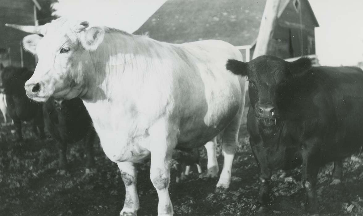 DeGroot, Kathleen, Farms, Animals, Iowa History, steer, Parkersburg, IA, bull, Iowa, history of Iowa