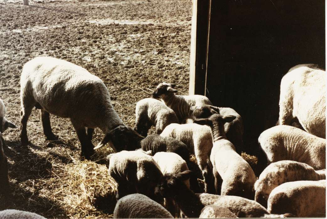 Glidden, IA, Farms, Heuton, Paul H., Iowa History, sheep, Barns, Animals, Iowa, history of Iowa, lamb