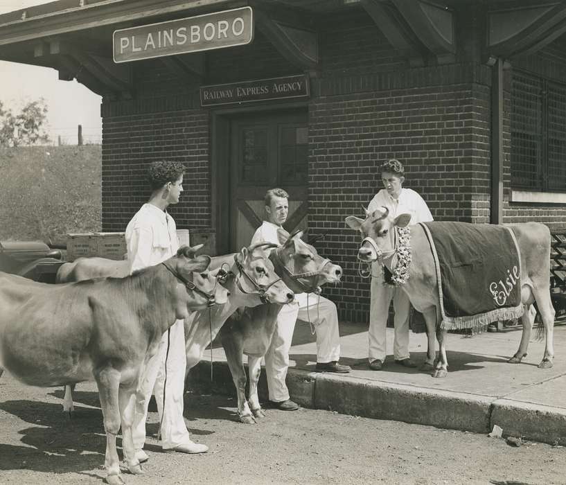 cow, Middlesex, depot, Photos, historic, Grout Museum of History and Science, blanket, lei, Businesses and Factories, United States, Iowa, Train Stations, Plainsboro Center, ia, cattle congress, national cattle congress, history, NJ, brick building, Animals, man