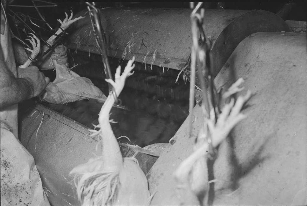 Businesses and Factories, chickens, Iowa, IA, United States, Photos, historic, industries--meat processing, Coon Rapids, Coon Rapids Enterprise, history, Farming Equipment, Animals, hooks, meat packing plant, ia, chicken processing plant