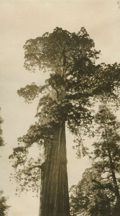 tree, Iowa History, history of Iowa, Landscapes, redwood, McMurray, Doug, Travel, Iowa, Redwood National Park, CA