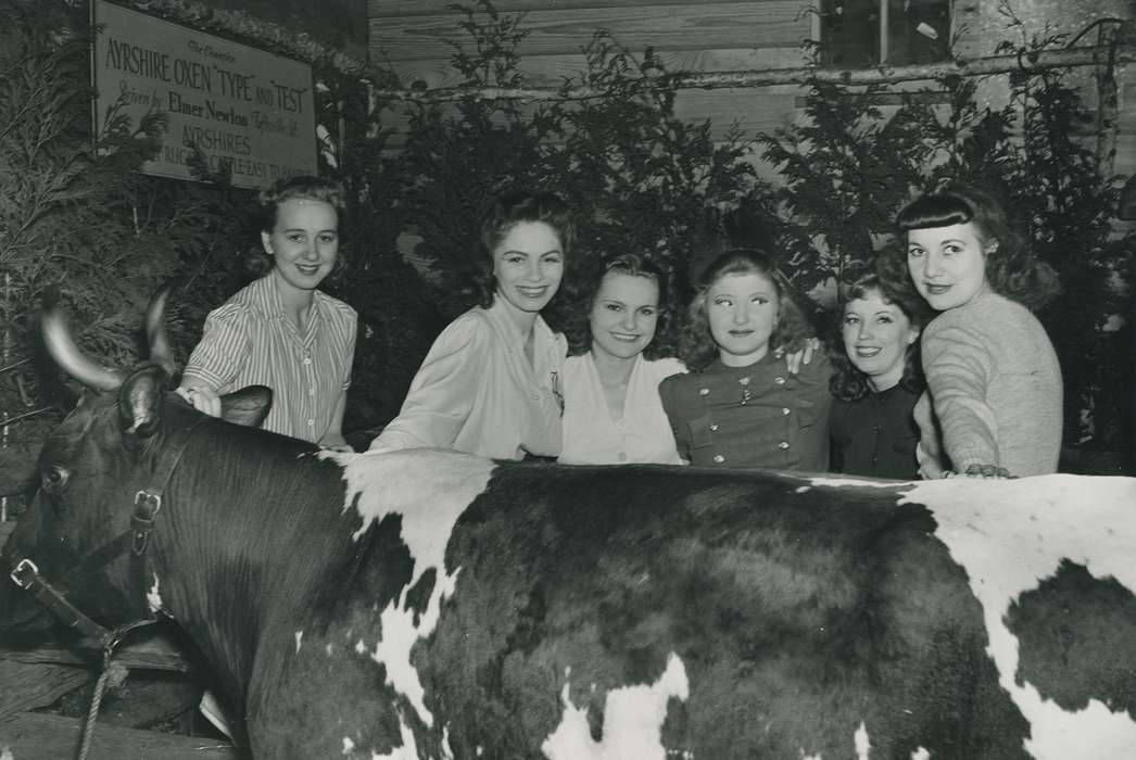 Animals, Waterloo, Photos, history, ia, IA, Portraits - Group, historic, Black Hawk, ayrshire cow, Iowa, cow, Grout Museum of History and Science, United States