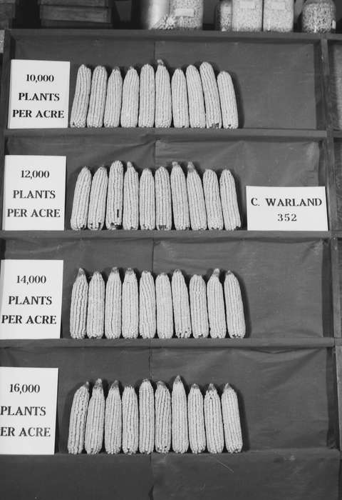 Iowa, IA, United States, Photos, historic, Coon Rapids, history, ia, Coon Rapids Enterprise, corn