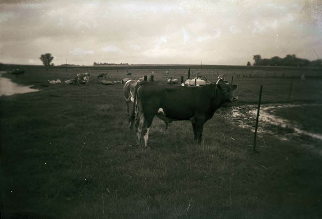 Farms, Animals, cow, DeGroot, Kathleen, Iowa History, Clarksville, IA, history of Iowa, bull, Iowa