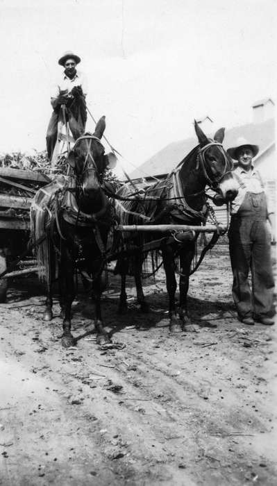 wagon, horse, Animals, history of Iowa, Iowa, Iowa History, Portraits - Group, mule, Walker, Erik, Cedar Falls, IA, Farms