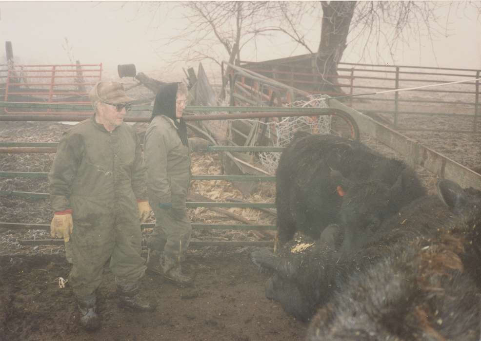 cattle, cows, Animals, Lokmer, Trish, Solon, IA, history of Iowa, Farms, Iowa, Iowa History, farmer