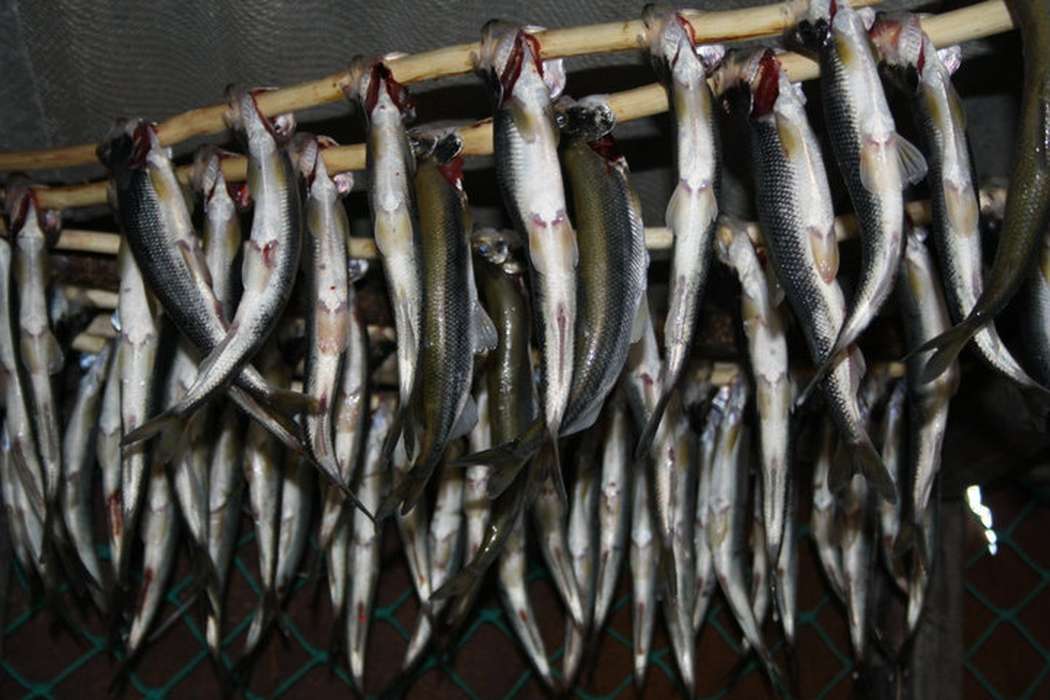 Alaska, ArctiCenter, Greenland, fish, historic, ak, history, Photos, Animals, Food and Meals