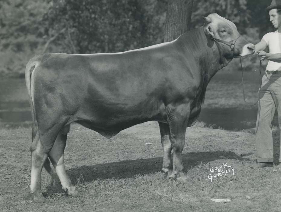 IA, national cattle congress, cattle congress, brown swiss bull, Black Hawk, history, Iowa, ia, Waterloo, historic, Photos, Grout Museum of History and Science, United States, bull, Animals