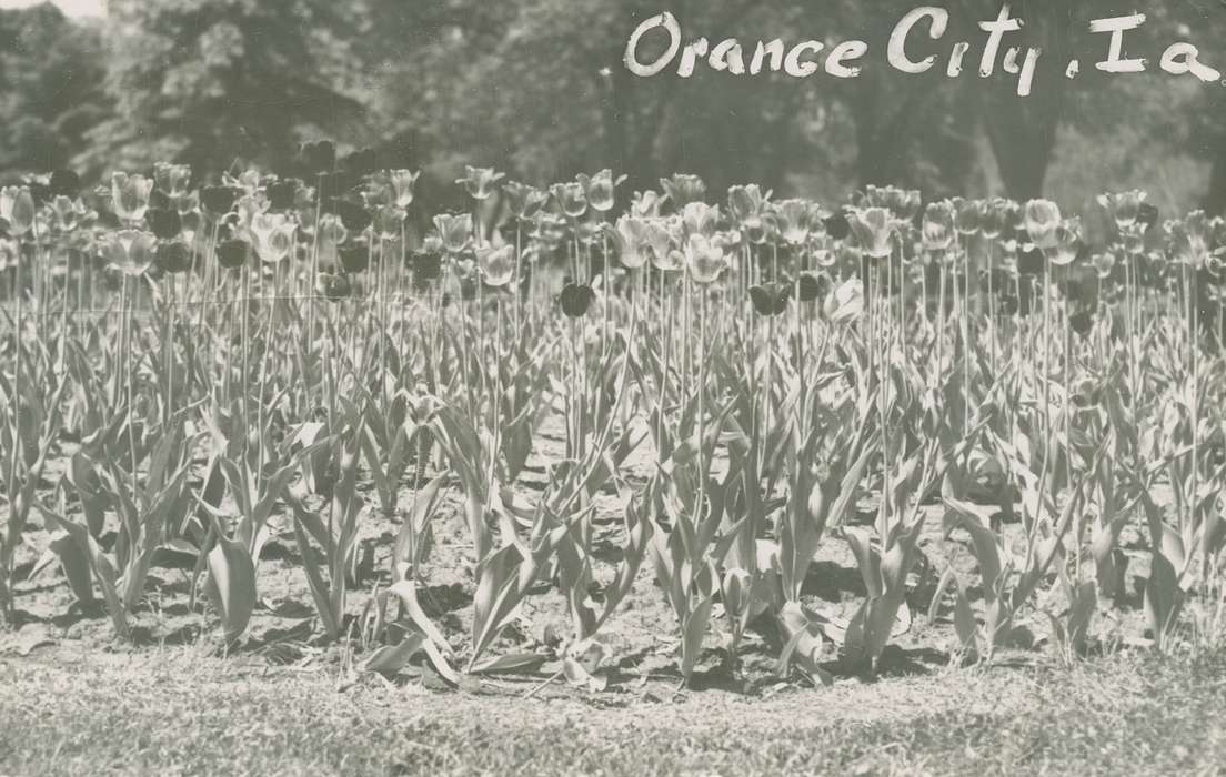 Orange City, IA, Iowa History, flowers, Landscapes, Palczewski, Catherine, Iowa, history of Iowa, tulips