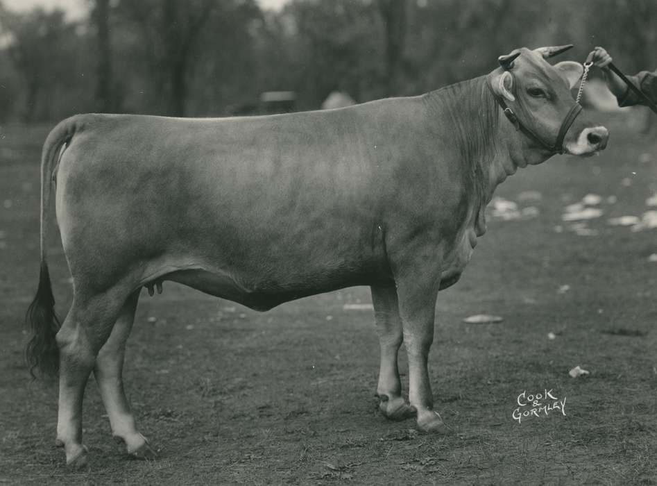 Black Hawk, IA, Photos, history, national cattle congress, cow, Iowa, cattle congress, Waterloo, United States, Grout Museum of History and Science, ia, Animals, historic, brown swiss cow