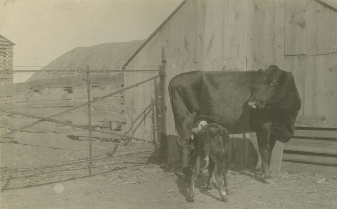 Animals, Mortenson, Jill, Barns, Farms, Iowa, Iowa History, history of Iowa, cow, Macey, IA