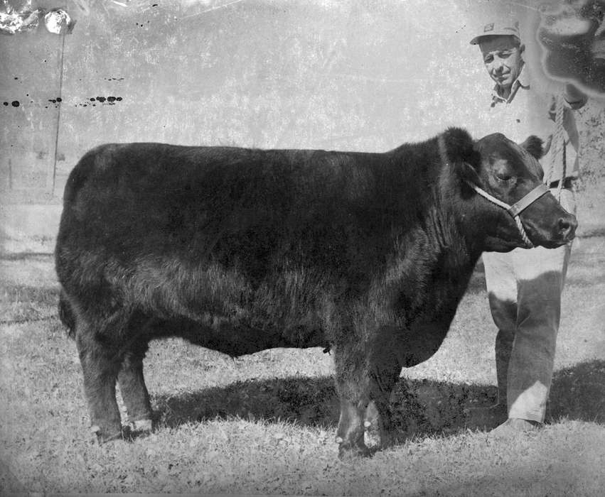 Animals, history of Iowa, Portraits - Individual, Iowa History, Iowa, bull, farmer, Buch, Kaye, Cedar Falls, IA, Farms