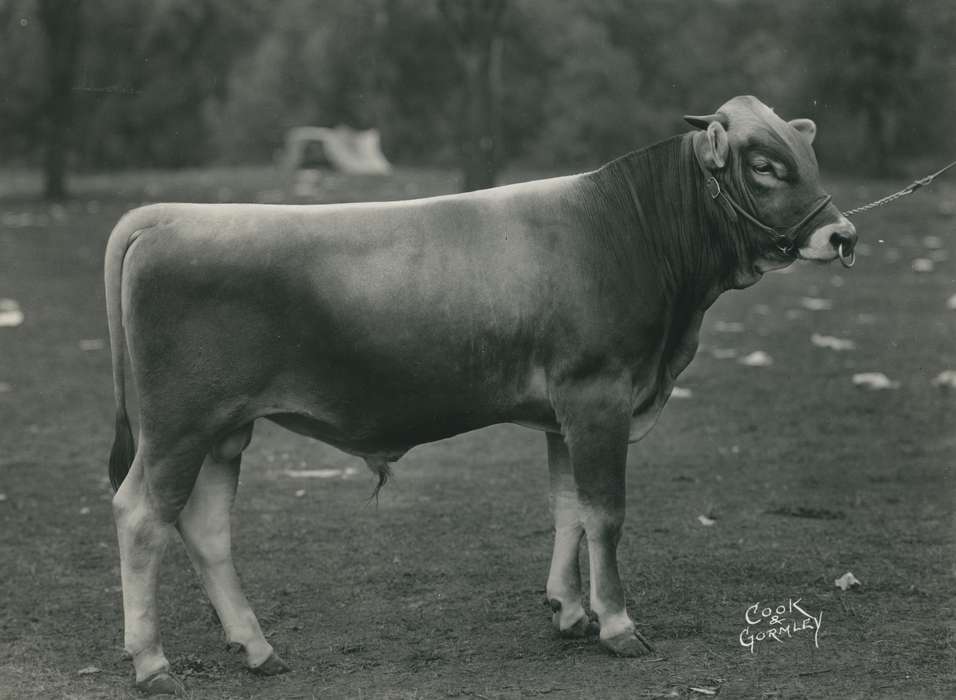 Black Hawk, IA, cattle, Photos, national cattle congress, bull, history, Iowa, cattle congress, Waterloo, United States, Grout Museum of History and Science, ia, Animals, historic, brown swiss bull