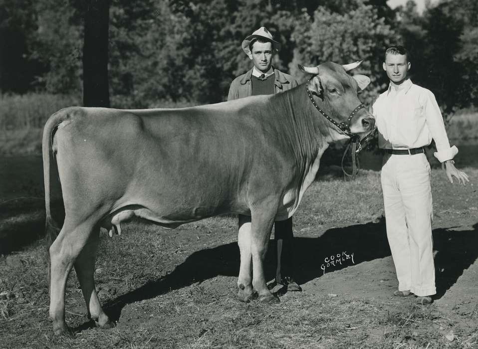 teen boy, cow, Black Hawk, IA, fedora, history, historic, cattle, heifer, Iowa, ia, Animals, Waterloo, United States, adult man, Photos, cattle congress, brown swiss cow, national cattle congress, Grout Museum of History and Science