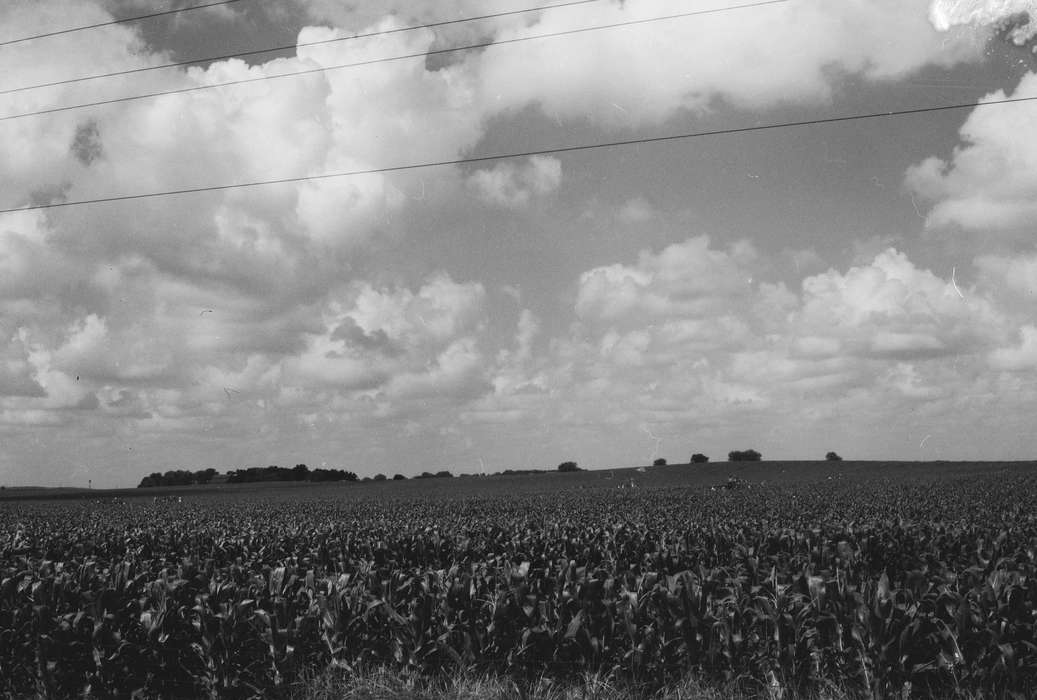 Iowa, IA, United States, Photos, historic, Labor and Occupations, Coon Rapids, Farms, history, clouds, ia, Coon Rapids Enterprise, corn field, Landscapes, corn