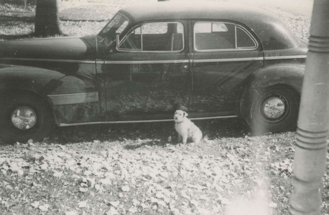 dog, Freeman, Marie, Motorized Vehicles, car, Iowa History, Animals, Iowa, Cedar Rapids, IA, history of Iowa