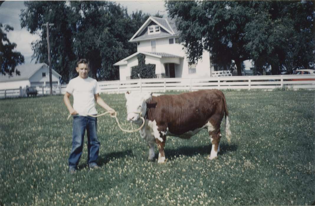 Animals, Farms, Portraits - Individual, bull, Iowa History, Hospodarsky, Todd, Riverside, IA, Iowa, clover, history of Iowa
