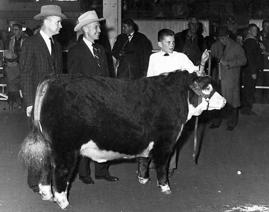 showing, cow, boy, Animals, history of Iowa, suits, Iowa, Iowa History, bull, Buch, Kaye, hats, Cedar Falls, IA, harness, Fairs and Festivals