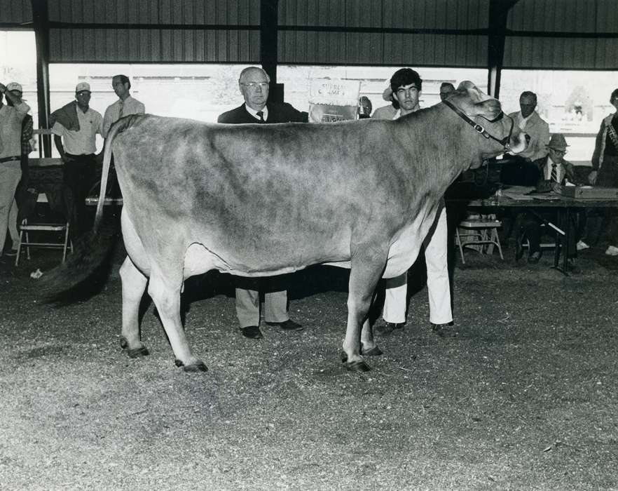 national cattle congress, cow, judge, heifer, teen boy, Grout Museum of History and Science, Iowa, cattle congress, Animals, historic, brown swiss cow, Black Hawk, Photos, cattle, history, adult man, Waterloo, United States, ia, IA