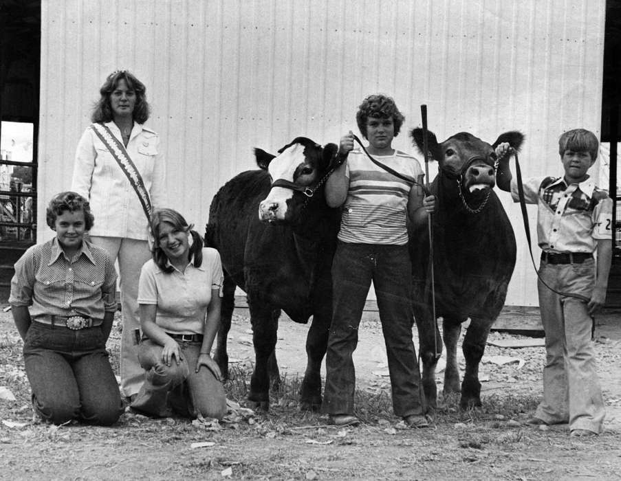 Animals, Fairs and Festivals, Cedar Falls, IA, bull, simmental, Children, cattle, Buch, Kaye, Iowa History, county fair, Iowa, history of Iowa