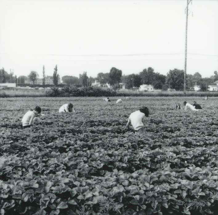 strawberry farm, women, Farms, Waverly Public Library, harvesting, Iowa History, Iowa, history of Iowa