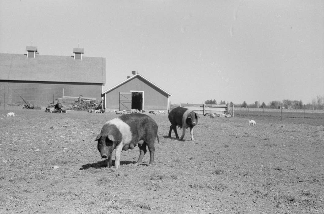 pigs, Animals, Farms, pig farm, hog confinement, Iowa, Barns, grazing, Library of Congress, pig pen, history of Iowa, barnyard, Iowa History