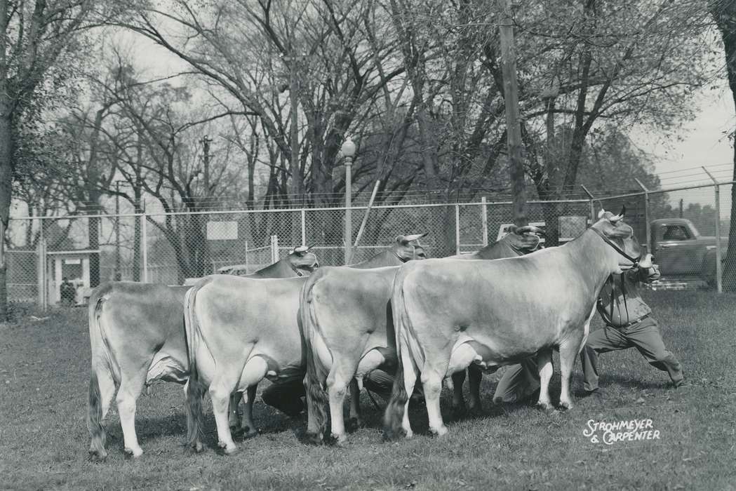 cow, chain link fence, cows, Black Hawk, IA, history, historic, cattle, heifer, barbed wire fence, Iowa, Animals, ia, Waterloo, United States, Photos, cattle congress, brown swiss cow, cow butt, national cattle congress, Grout Museum of History and Science