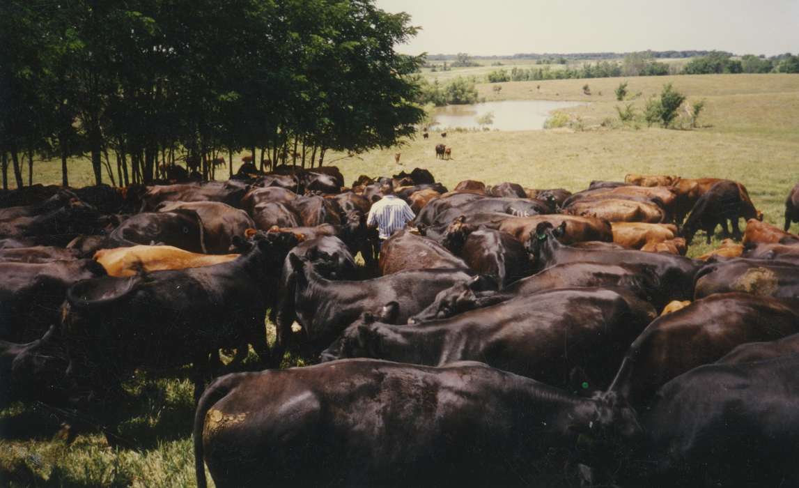 Farms, Venner, Katelynn, red angus, Iowa History, farmer, cattle, Carroll, IA, Animals, Iowa, cows, history of Iowa