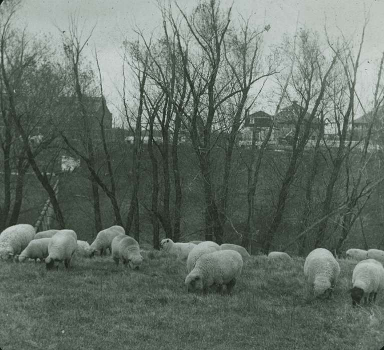 sheep, Iowa History, Farms, Ames, IA, tree, Animals, Iowa, Fabos, Bettina, history of Iowa