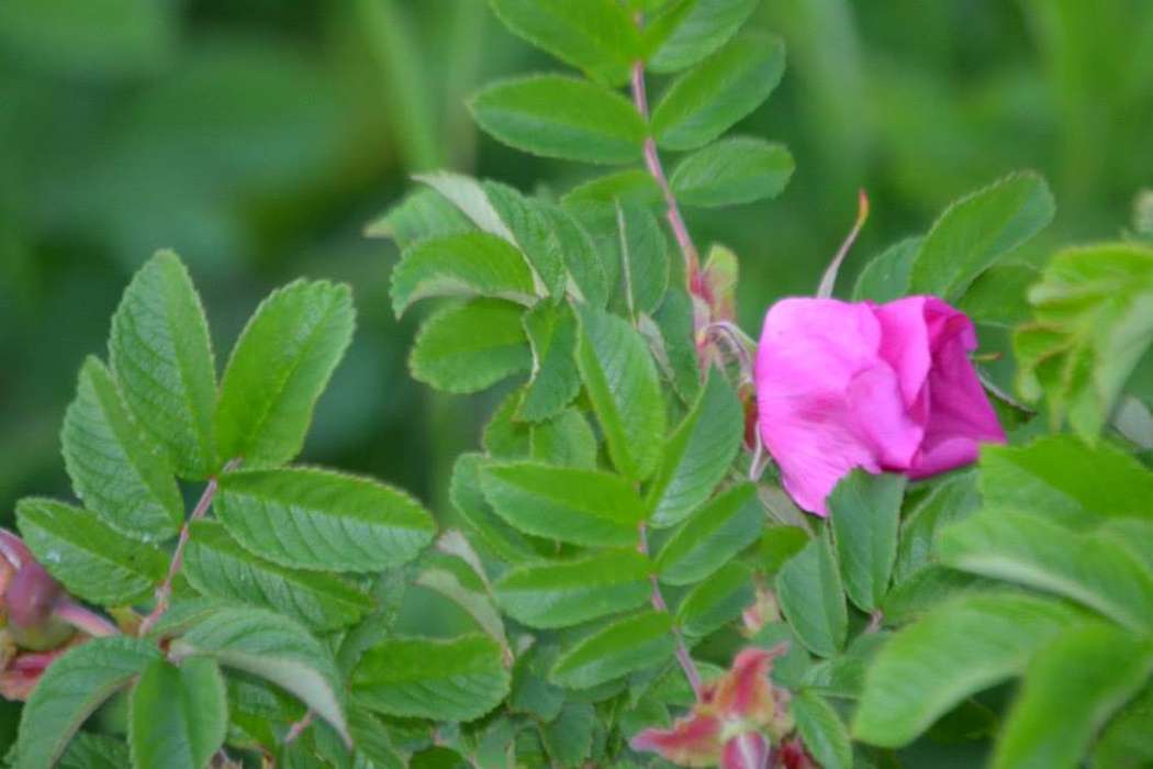 Alaska, ak, flower, ArctiCenter, Greenland, history, Photos, historic