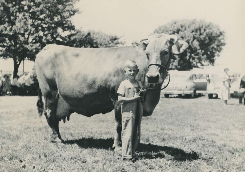 cow, boy, Black Hawk, IA, history, historic, cattle, heifer, Iowa, ia, Animals, Waterloo, United States, Photos, cattle congress, brown swiss cow, young boy, Fairs and Festivals, national cattle congress, Grout Museum of History and Science