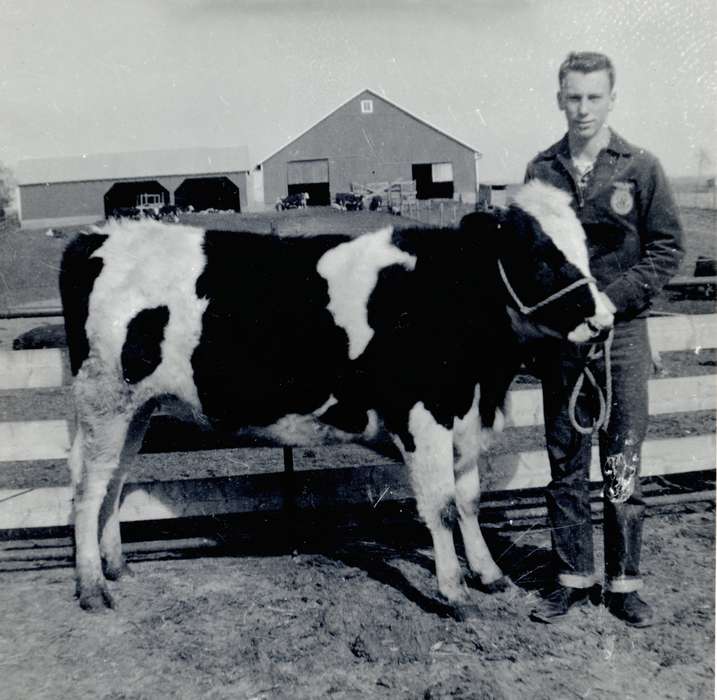 Animals, Iowa, Hatcher, Darlene, Iowa History, ffa, cattle, bull, IA, history of Iowa, Farms