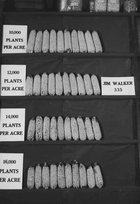 Iowa, IA, United States, Photos, historic, Coon Rapids, history, ia, Coon Rapids Enterprise, corn