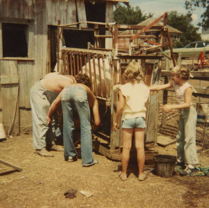 Denison, IA, cattle, Iowa History, 4-h, Farms, history of Iowa, Gehlsen, Katie, Fairs and Festivals, Animals, Children, Iowa