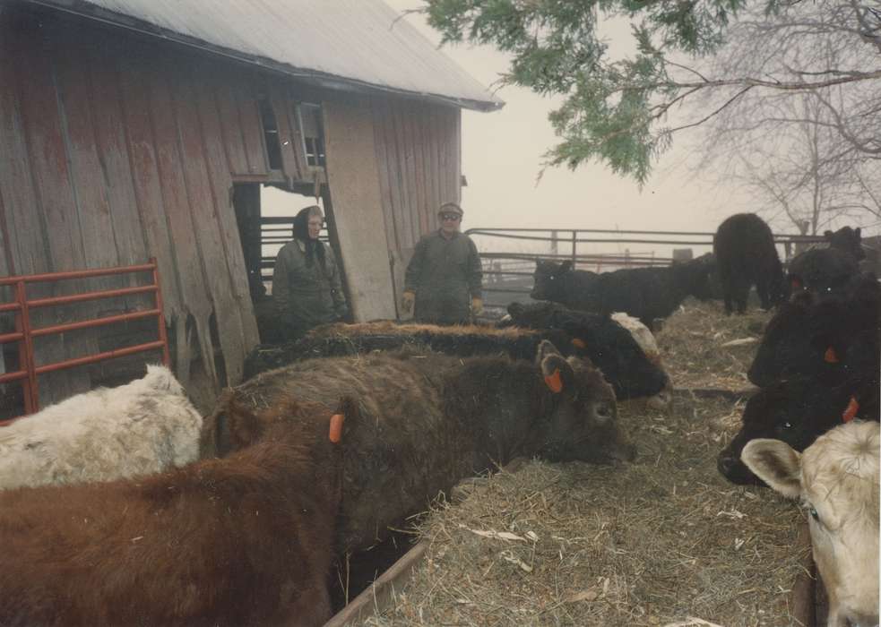 cows, Iowa History, Lokmer, Trish, Solon, IA, Iowa, cattle, Farms, history of Iowa, Animals