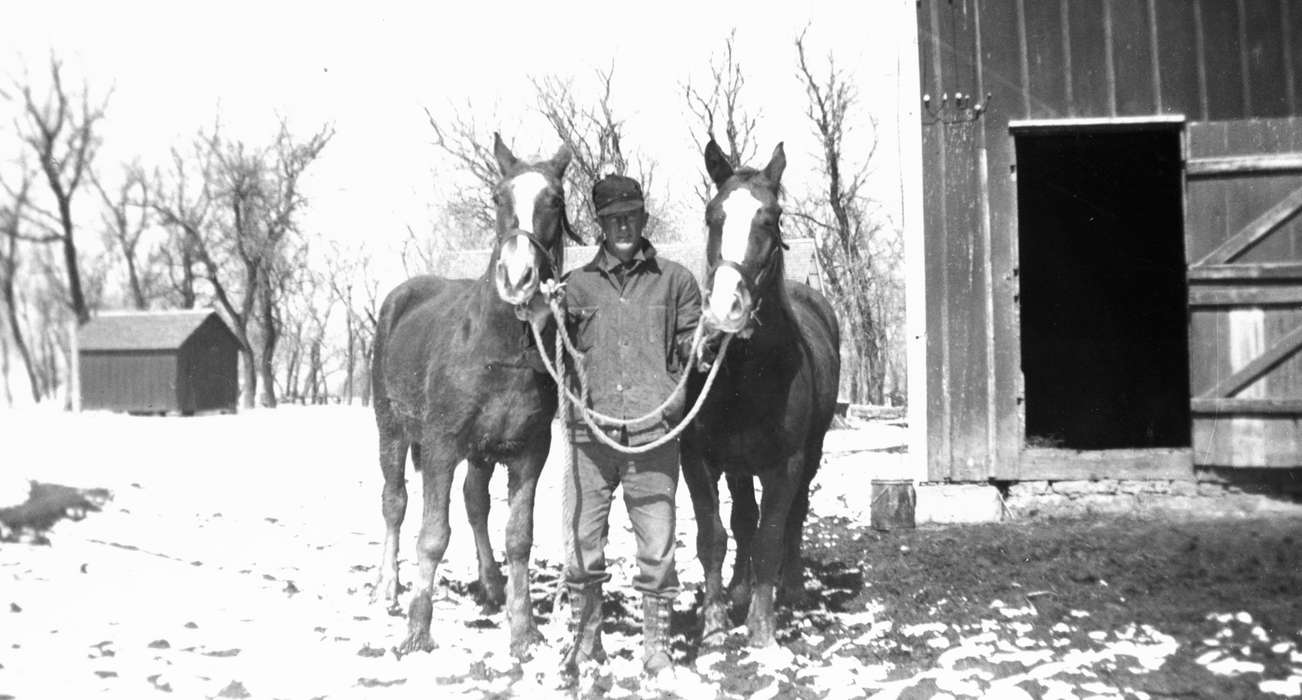 Animals, Farms, Cedar Falls, IA, Iowa History, Walker, Erik, Winter, Iowa, history of Iowa, horse