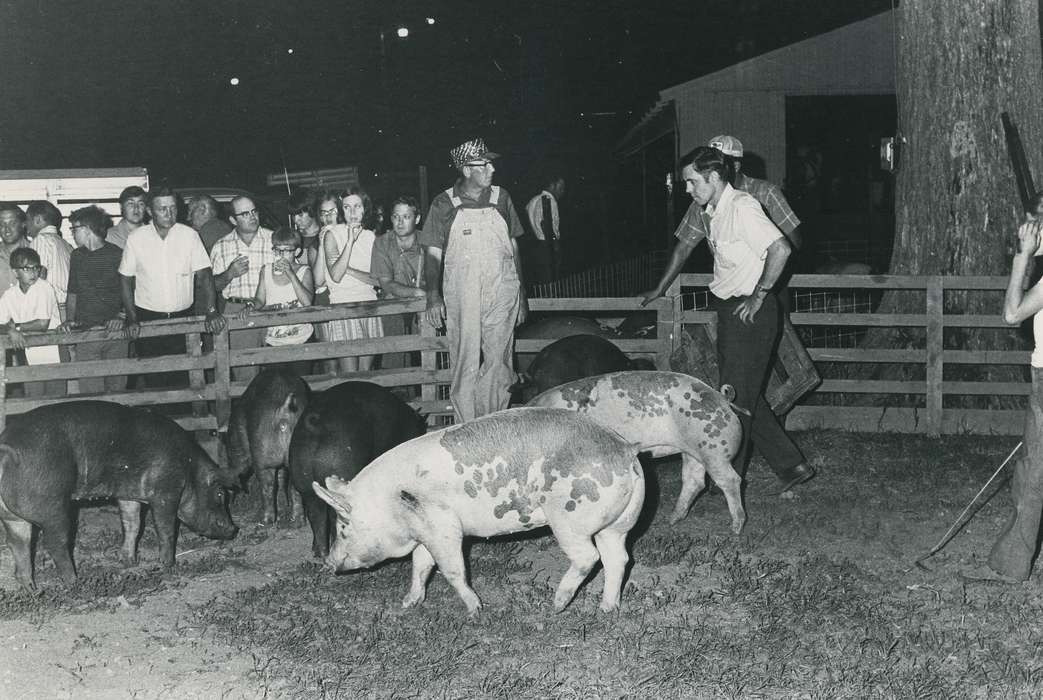 fence, pig, Fairs and Festivals, correct date needed, Iowa History, Waverly, IA, wooden fence, Animals, Iowa, people, Waverly Public Library, history of Iowa