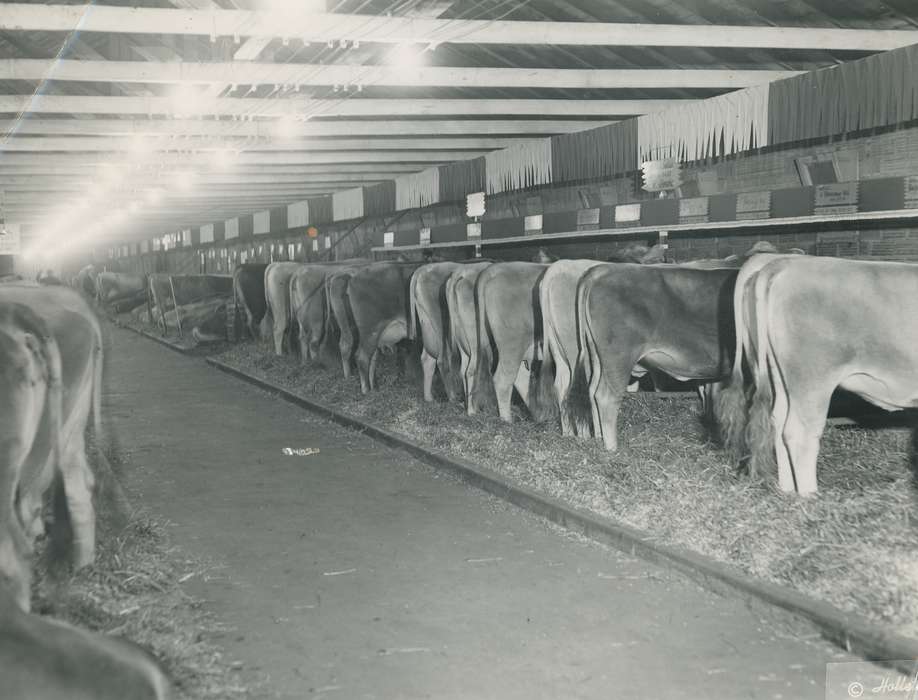 cows, barn, Black Hawk, IA, history, historic, cattle, Iowa, Animals, ia, Waterloo, United States, Photos, cattle congress, brown swiss cow, cow butt, hay, Fairs and Festivals, straw, national cattle congress, Grout Museum of History and Science, Barns