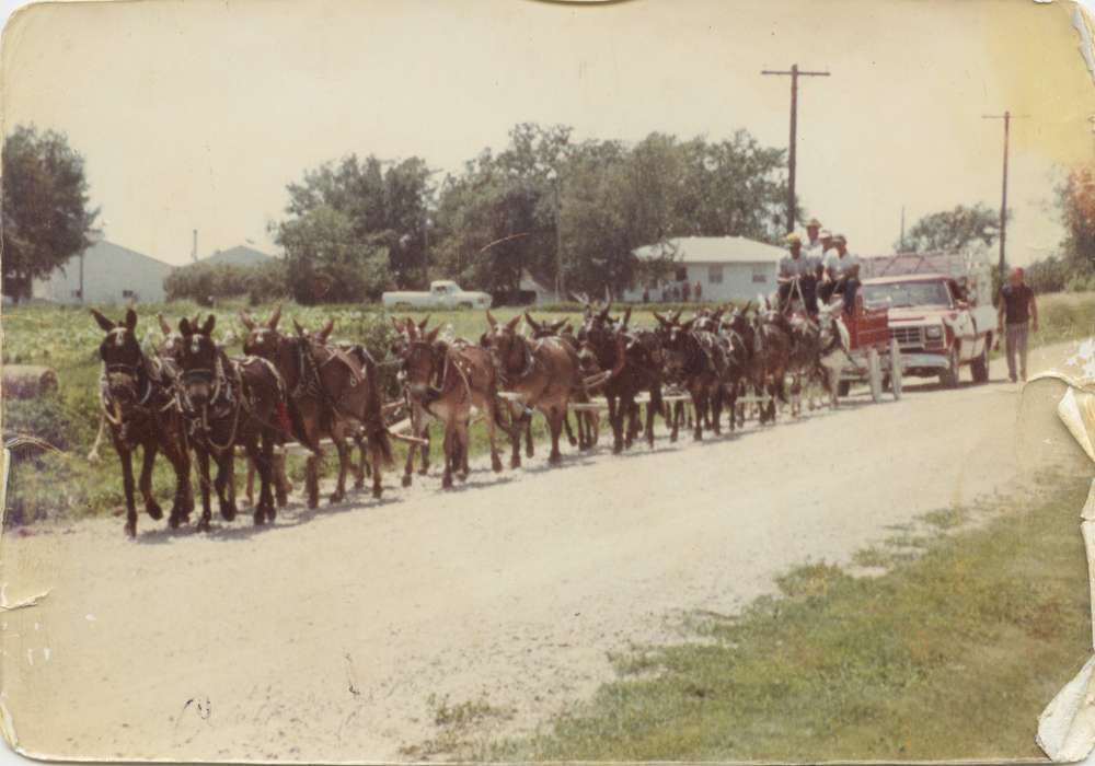 mule, Waytenick, Dave and Karen, Iowa History, Animals, Iowa, history of Iowa, Dewar, IA