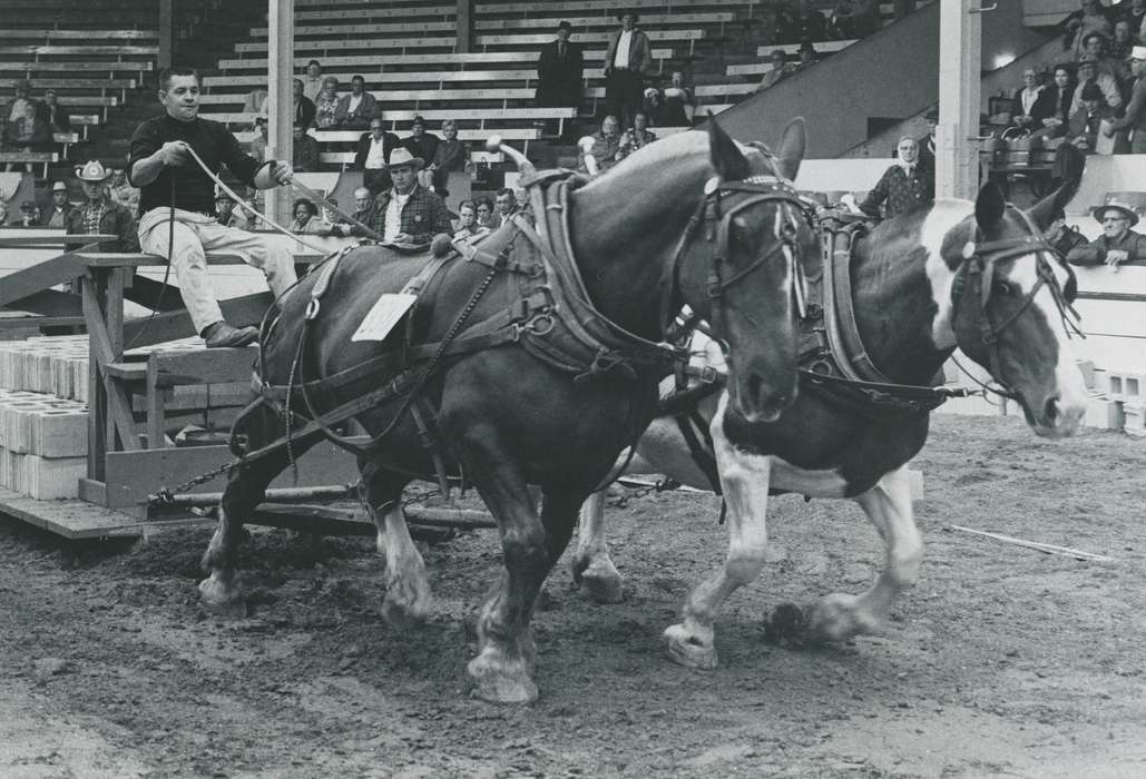 Animals, Entertainment, harness, stadium, horse pull, man, Photos, ia, history, historic, horse, audience, Iowa, national cattle congress, cattle congress, cowboy hat, IA, Black Hawk, Waterloo, Fairs and Festivals, Grout Museum of History and Science, United States