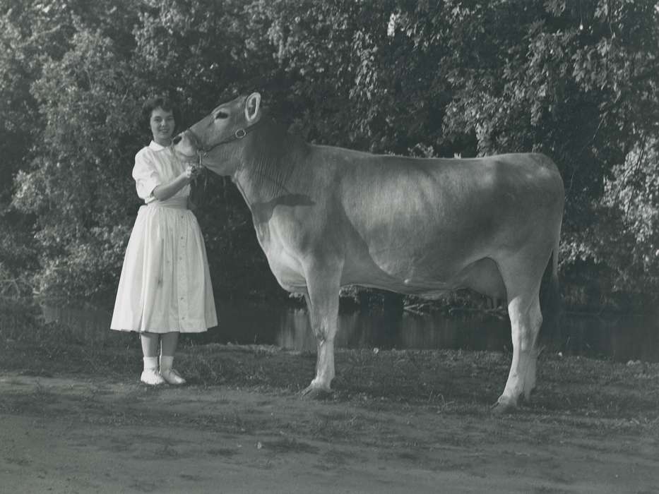 national cattle congress, cow, Grout Museum of History and Science, cattle congress, Animals, creek, teen girl, brown swiss cow, Black Hawk, Iowa, cattle, Photos, Fairs and Festivals, history, white dress, stream, historic, Waterloo, United States, dress, ia, IA