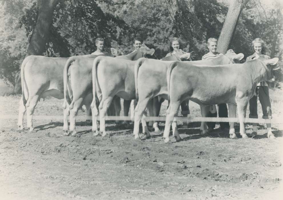teen boy, cow, teen girl, cows, trees, Black Hawk, IA, teens, history, teenagers, cattle, historic, heifer, Iowa, Animals, ia, Waterloo, United States, Photos, cattle congress, brown swiss cow, cow butt, national cattle congress, Grout Museum of History and Science